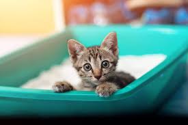 Where To Put The Cat Litter Box The