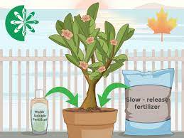 how to plant desert rose seeds a