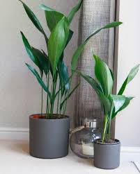 Big Leaf Plants Indoor Plants Oxy