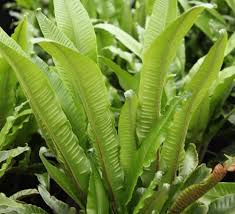 fern care how to care for garden