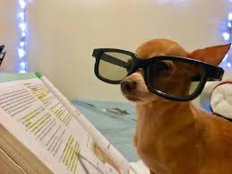 Resultado de imagen para meme perro con gafas