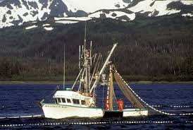 Pacific cod, other groundfish, crab, herring, and halibut also contribute to the commercial fisheries of area m. Commercial Fishing Exxon Valdez Oil Spill Trustee Council