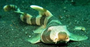bamboo sharks really have to put their