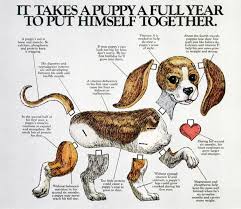 Really Cute Dog Growth Chart Just Keep In Mind Larger Breed