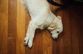 ultimate guide to pet friendly floor