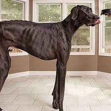 Voici le plus grand chien au monde selon le Guinness Book