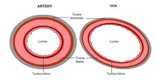 28 vein artery diagram artery and vein diagram arteries and. Draw A Well Labelled Diagram Of Ts Of Artery And Ts Class 11 Biology Cbse