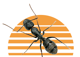 sunrise pest management carpenter ant