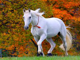 beautiful white horse wallpaper hd 013