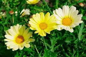 Maybe you would like to learn more about one of these? See The Rhs Top 10 Best Agm Yellow Daisies Rhs Gardening