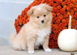 Here are some facts about behavior of a poodle maltese mix. Pomeranian Mix Puppies For Sale Puppy Adoption Keystone Puppies