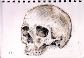 the skull drawing by david lister
