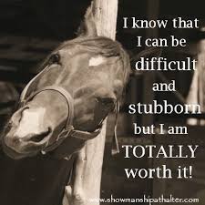 Welcome | Showmanship at Halter | Inspirational horse quotes, Horse quotes,  Horses