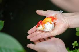 12 common goldfish diseases how to