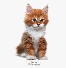 Has short thick white fur, pointed ears and a long tail. Tubes Chats Et Chatons Page 2 Cute Fluffy Kittens Fluffy Orange And White Kitten Hd Png Download Transparent Png Image Pngitem