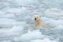 Kan isbjörnar frysa?