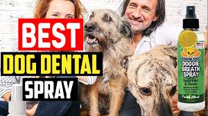 top 5 best dog dental spray in 2022
