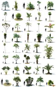 Palm Tree Chart Backyard Trees Garden Zen Palm Gift