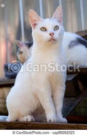 A cat that is approximately half black and half white is called a bicolor or particolor. White Short Haired Cat Just Sits White Cute Short Haired Kitty Simply Sits In Background Of Another Cat Outdoors Vertical Canstock