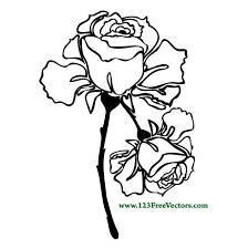 hand drawn rose flower royalty free