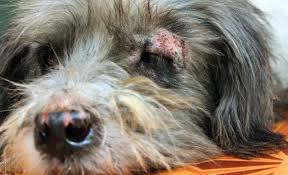 pet skin disorders with holistic care