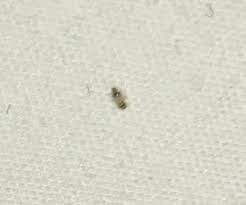 bristly worms on bed are carpet beetle