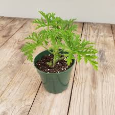 This article will guide you on the care of these plants: 4 Mosquito Plant Citronella Plant Scented Geranium Pelargonium