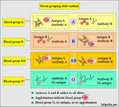 blood groups abo and rh system