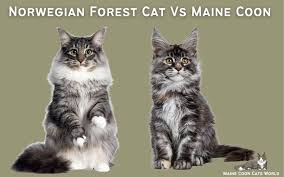 norwegian forest cat vs maine
