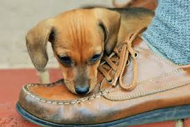 Image result for dog chewing leather shoes