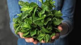 What happens if you eat mint everyday?