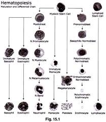 Term Paper On Hematopoiesis Processes Blood Cells Biology