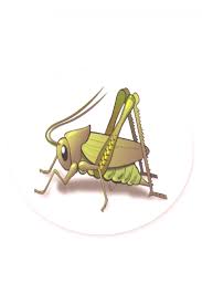 400+ vectors, stock photos & psd files. Green Cricket Insect Oval Sticker Green Cricket Insect Oval Sticker Cricket Ideas Cricket Bat Cr