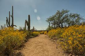 Cactus Garden Trail In Tucson Arizona