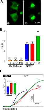 Nfat1 Translocation Induced By Different Ca 2 Mobilizing