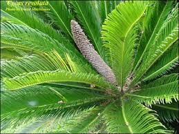Plant Id Ornamentals Sago Palm