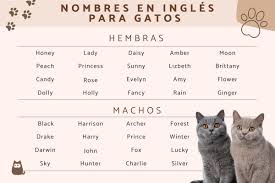 120 nombres para gatos en inglés y su