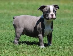 For us breeding is a family affair and our children who are 16, 14 and 5 years old, take pride in taking care of and training the puppies before they go to their forever homes. View Ad Boston Terrier Puppy For Sale Near Maryland Clements Usa Adn 93244