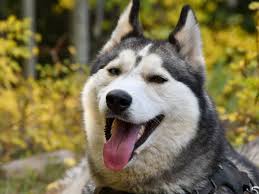 300 husky dog names with meanings