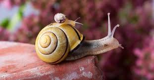 snail facts achatinoidea a z