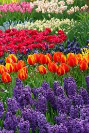 Beautiful Flowers Garden Tulips Garden