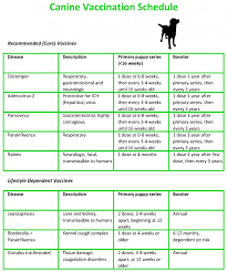 Dog Vaccination Schedule Examples And Forms