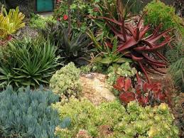 Landscape Special 10 Succulent Plants