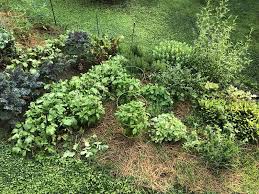 vegetable gardening tips for beginners