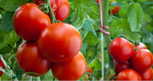 При отглеждане на домати в почва е достатъчен само контрол на ес, с който целим поддържането на достатъчно високи нива за оптимално генеративно развитие на растенията. Tajnite Za Otglezhdane Na Vkusni Domati Ot Opitni Gradinari Edri Sochni I Bogata Rekolta Vijti Com
