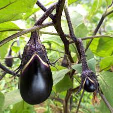 a beginner s guide to growing eggplant