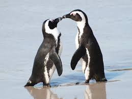 If you ask, is it ethical to buy and own a penguin as a pet? Fun Facts And Trivia About Penguins