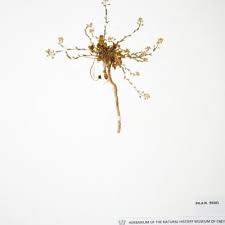 Lepidium hirtum subsp. oxyotum | Natural History Museum of Crete