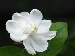 100 jasmine flower pictures