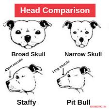 The staffordshire is slightly shorter than the pit, reaching shoulder heights of around 19 inches high. Are Pit Bulls And Staffies The Same Dog Breeds Faq
